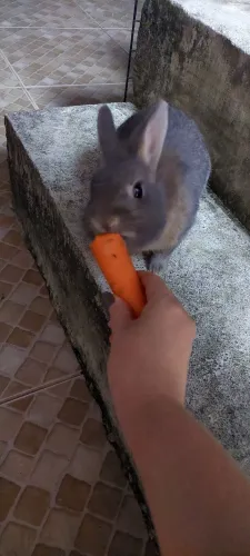 Mini Coelho 