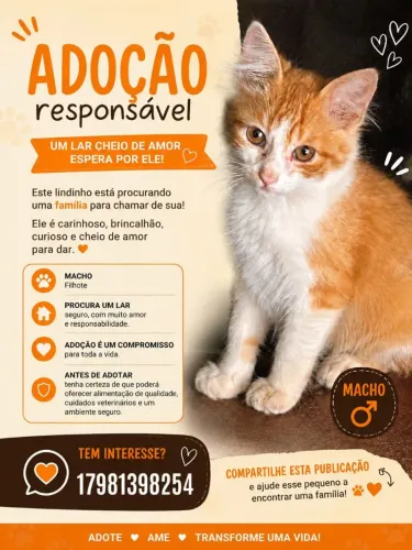 Filhote de gato macho para adoção responsável.
