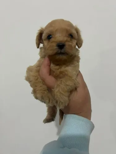 Filhote poodle, Nada se compara ao amor verdadeiro de um filhotinho!