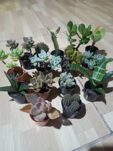 15 suculentas/Cactus pt 6 