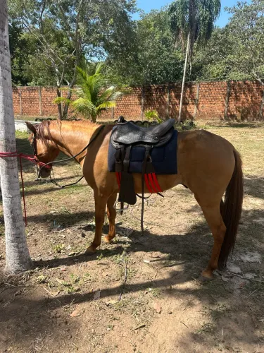 Cavalo