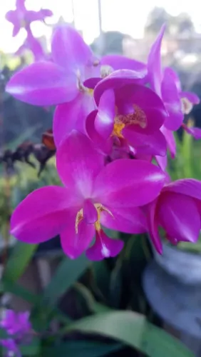 Orquidea terrestre plicata roxa muda