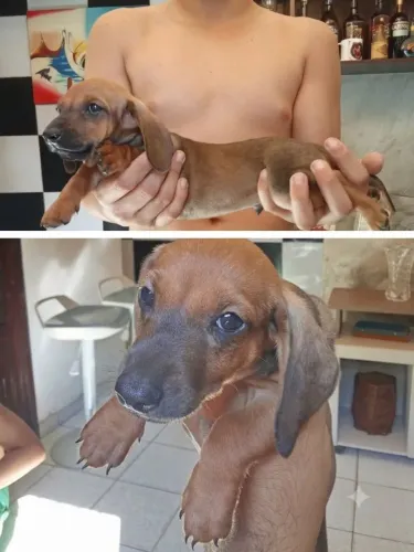 Cachorro Dachshund filhote natal Zona norte