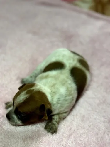 FÊMEA DE PINSCHER PRA RESERVAR.
