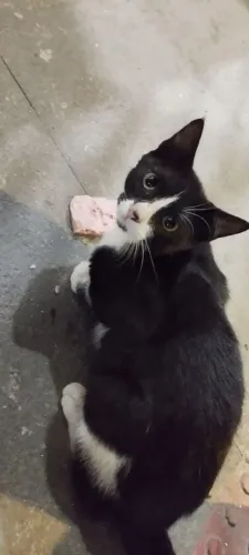 Gatinho para adoção/resgate santa monica vila velha