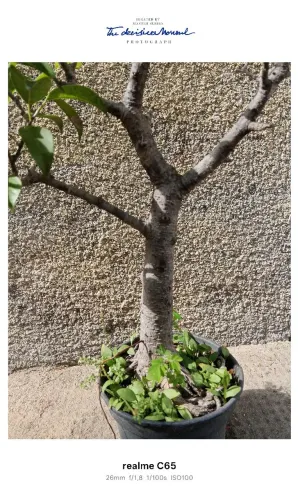Planta FICUS , mais ou menos 18 anos 60 cm mais ou menos 150$ , NÃO ENTREGO 