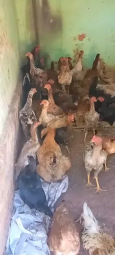 Vende se 50 galinhas caipiras
