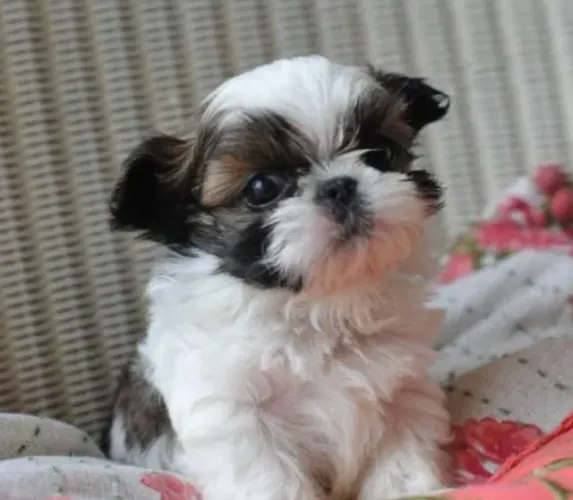 Shihtzu Mini Filhotes Extraordinários..