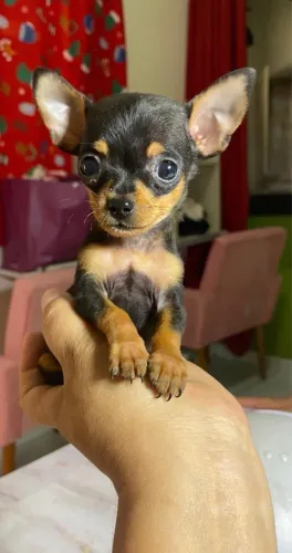 Pinscher zero 