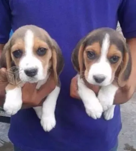Beagle filhote com muito carinho 