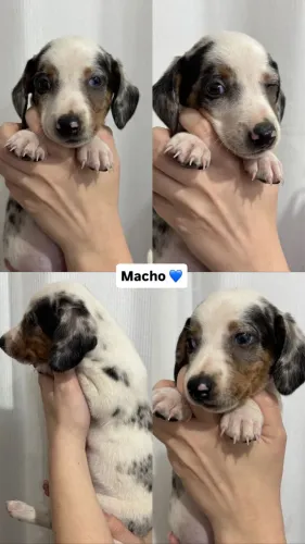 Salsichinha Dachshund 