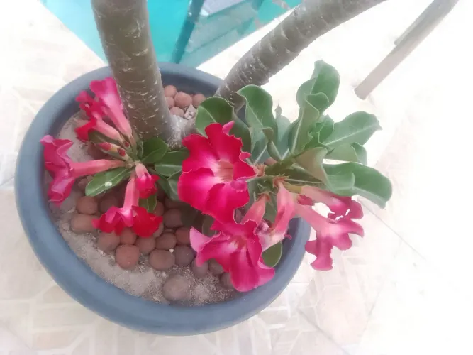 Linda Rosa do Deserto, rosas o ano inteiro para embelezar ainda mais o seu jardim