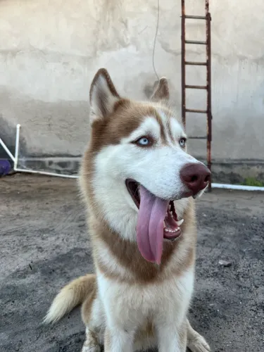 Husky Siberiano para cruza!