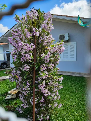 Flores de jardim!