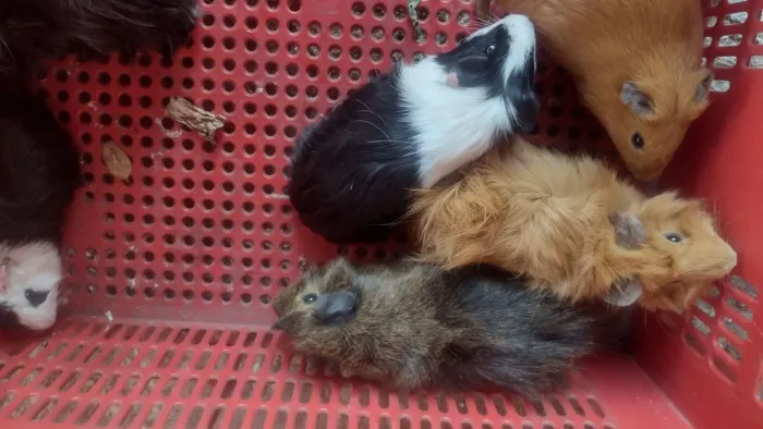 Porquinho da índia