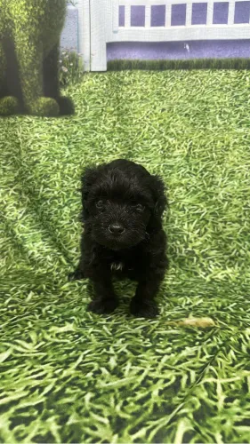 Poodle Toy Macho 