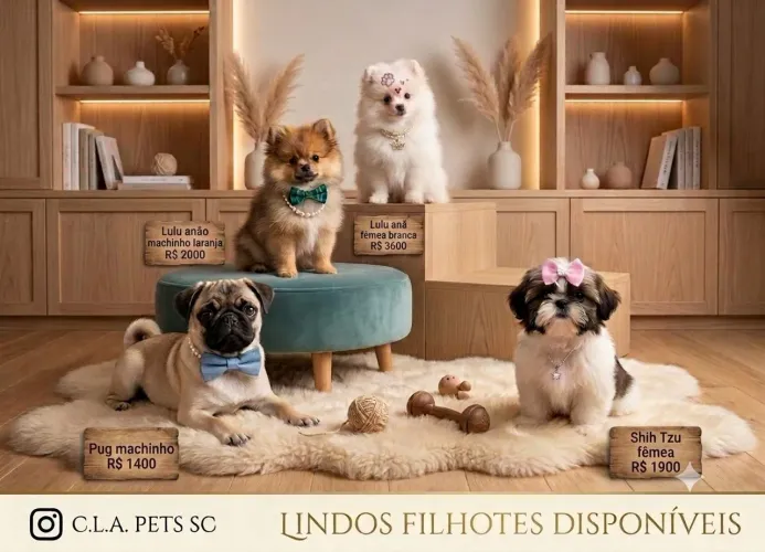Filhotes de Pug ,Shitzu e Lulu 