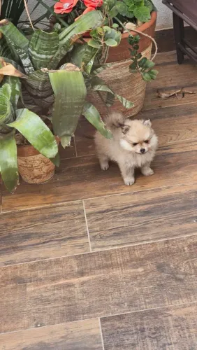 Filhote de spitz alemão um pequeno encanto que chama atenção