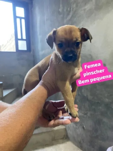 Filhote de ilhasa apso com pinscher