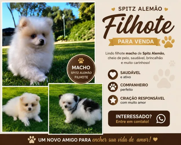 Spitz alemão 