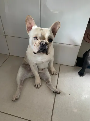 Bulldog francês Doa se