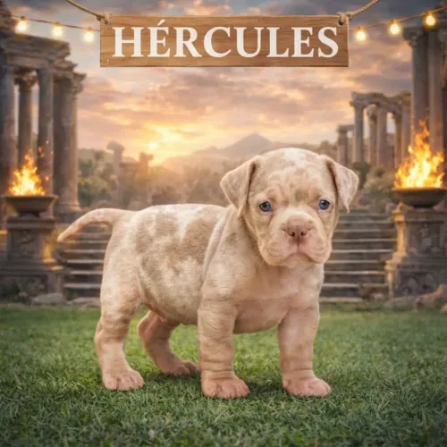? AMERICAN BULLY NANO MERLE ?