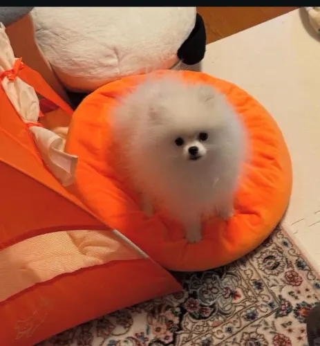 Cachorro Lulu da Pomerania semana iniciando com filhote lindo à pronta entrega