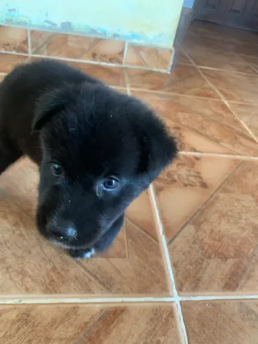 Vendo husk siberiano 