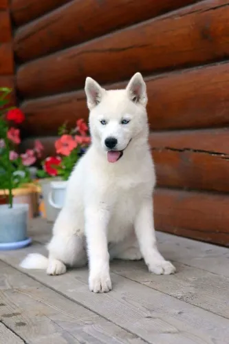 Lindos husky siberiano macho e fêmea pedigree opcional..