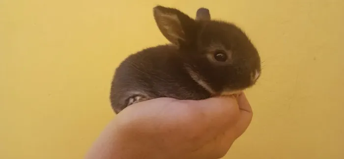 Mini Coelho