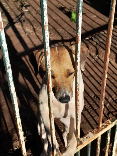 Cachorrinha para doação 
