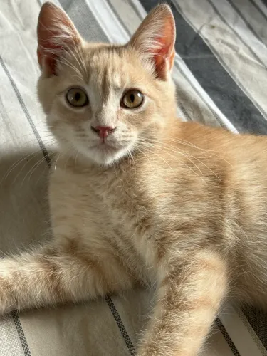 Doação de gatinho amarelo