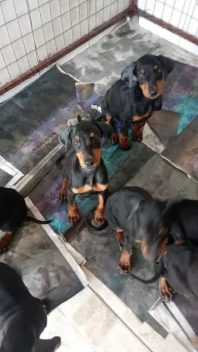 filhotes de Doberman vendo ou troco 