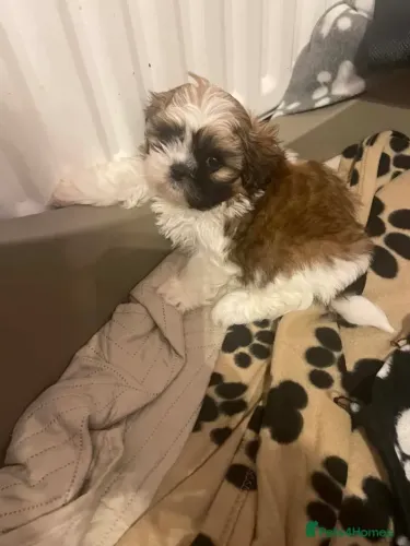 Cachorro Shih Tzu/ Shitzu de raça calma neném macho e fêmea vacinados com pedigree