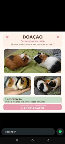 Adoção com custo porquinho da índia