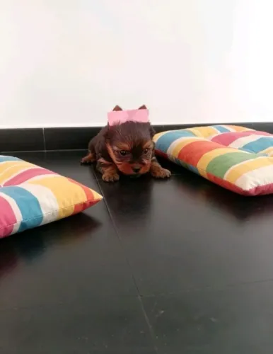 Yorkshire terrier fêmea 