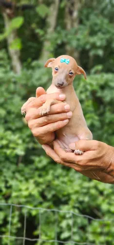 Galgo Italiano Femea Bebê 
