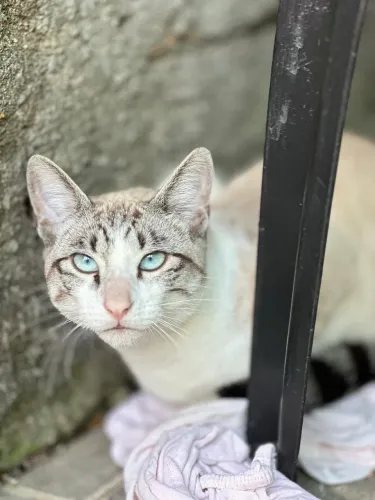 Doação de gato
