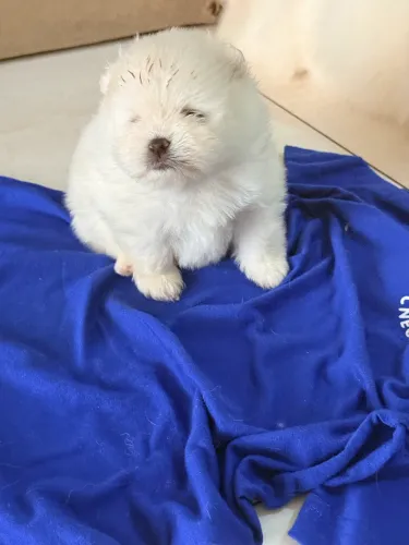 Filhotes machinhos de Lulu da Pomerania