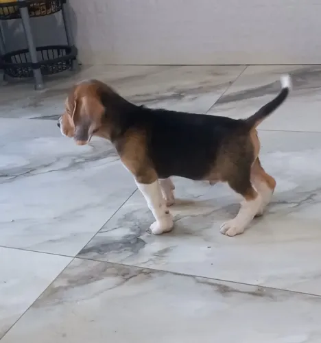 Beagle inglês Mini! Vacinados ,auto padrão da raça