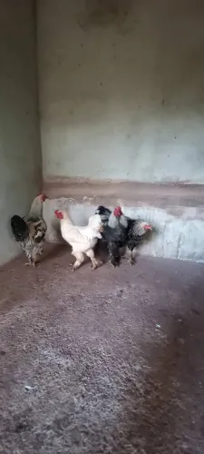 Pintinhos Brhama de otima genetica