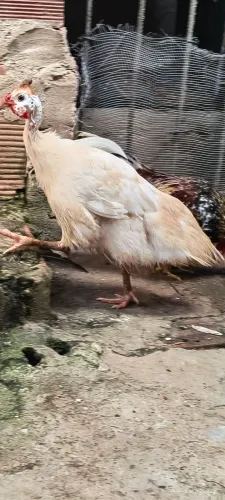Vendo esse Guiné branco