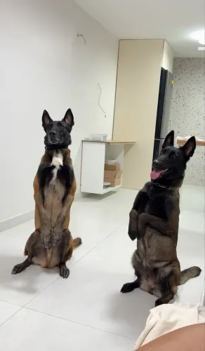 Filhotes Malinois