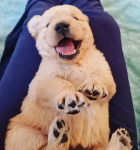 Golden Retriever - O amor tem patinhas douradas