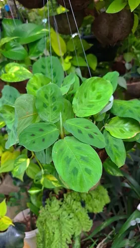 Mudas ornamentais, Folhagens, Marantas, Calathea