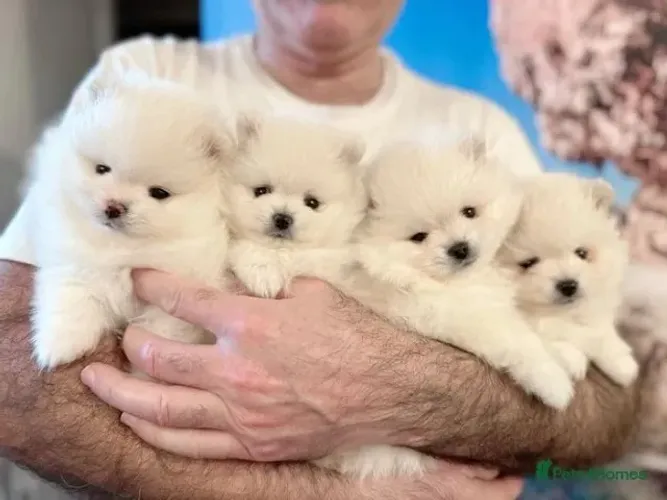 Cãozinho spitz alemão/lulu da pomerânia linhagem selecionada saudável dócil