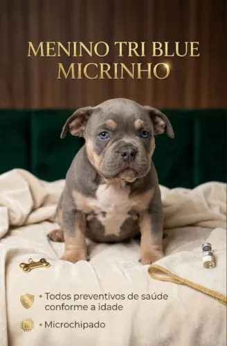 Casal de American Bully micros