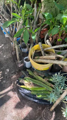 Mudas de jasmim