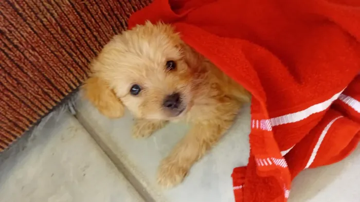 Vendo poodle legitimo