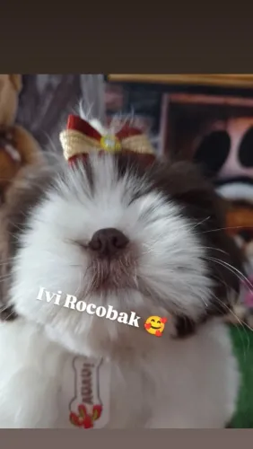 Shihtzu filhote branco e fígado 
